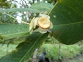 This is the flower of the guava fruit which will become water guava