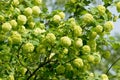 Flower of guelder-rose Royalty Free Stock Photo