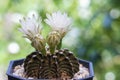 Flower gymnocalycium mihanovichii cactus in black little pot blooming with sunlight over green natural bokeh background