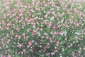 Flower Gypso, Gypsophila in the garden