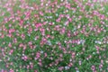 Flower Gypso, Gypsophila in the garden