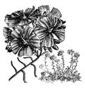 Flower and Habit of Calandrinia Umbellata vintage illustration