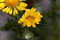 Flower of a hairy gumplant Grindelia hirsutula Royalty Free Stock Photo