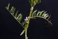 Flower of a hairy vetch, Vicia hirsuta