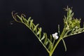 Flower of a hairy vetch, Vicia hirsuta