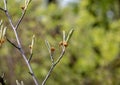 Flower of hamamelis intermedia in early spring. Hamamelis has gorgeous flowers in early spring