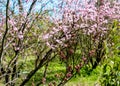 Flower of hamamelis Hamamelis intermedia Pallida in early spring. Hamamelis has gorgeous flowers in early spring