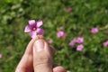 Flower in hand