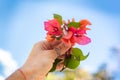 Flower in hand against blue sky Royalty Free Stock Photo