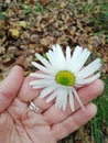 Flower in hand. Chamomile on the hand. Chamomile and green meadow. Green grass.