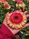 Flower at hand Royalty Free Stock Photo