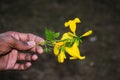 Flower in hand Royalty Free Stock Photo