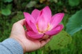 Flower in the hand. Person holding a beautiful red pink lotus flower or Nelumbo nucifera in hands, growing on pond on green garden Royalty Free Stock Photo
