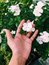 flower in a hand