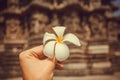 Flower in the hand of a tourist past an historical walls of old temple in India. Vacation mood Royalty Free Stock Photo