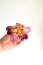 Flower in the hand. White background. Free space for text. Girl jerks a flower bud in the palm of his hand. Minimalism Royalty Free Stock Photo