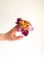 Flower in the hand. White background. Free space for text. Girl jerks a flower bud in the palm of his hand. Minimalism Royalty Free Stock Photo