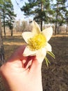 Flower in hand white snowdrop  with yellow center Royalty Free Stock Photo