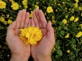 Cosmos flowers placed on the handt of people