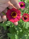 Flower in hands. Person holding red zinnia flower in had on green leaves garden background. Care and protection concept Royalty Free Stock Photo