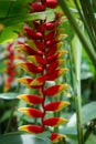 Flower of hanging lobster claw plant