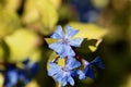 Flower of a hardy blue-flowered leadwort, Ceratostigma plumbaginoides