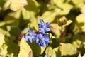 Flower of a hardy blue-flowered leadwort, Ceratostigma plumbaginoides