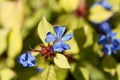 Flower of a hardy blue-flowered leadwort, Ceratostigma plumbaginoides