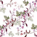 Flowers Haricot of Watercolor. Floral Seamless Pattern on a White Background.