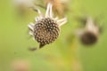 a flower that has been lost in the wind that leaves dry petals Royalty Free Stock Photo