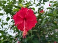 This flower has a large crown, is generally bright red, and is odorless Royalty Free Stock Photo
