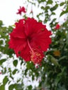 This flower has a large crown, is generally bright red, and is odorless Royalty Free Stock Photo