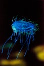 Flower hat jelly known as Olindias Formosa Royalty Free Stock Photo