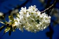 Flower of hawthorn