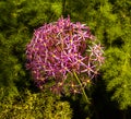 Flower head of Allium alliaceae , moly l._ Baden-Baden, Germany