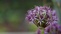 Flower head of Allium Purple Sensation Allium aflatunense in summer garden Royalty Free Stock Photo