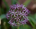 Flower head of Allium Purple Sensation Allium aflatunense in summer garden Royalty Free Stock Photo