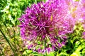 Flower head of Allium Purple Sensation Allium aflatunense in summer garden Royalty Free Stock Photo