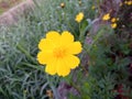 Flower flower Head beauty naturally outdoor leafs A flower of euphorbia.