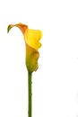 Flower head of calla lily (Zantedeschia) in yellow and orange, sculptural inflorescence Royalty Free Stock Photo