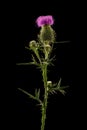 Flower head of carduus field thistle with purple petal florets, on green spiky stem covered in web with insects, isolated