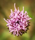 Flower head of Carduus nutans