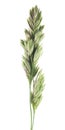 Flower head of cat grass isolated on white background Royalty Free Stock Photo