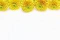flower head of chrysanthemum in a white background Royalty Free Stock Photo