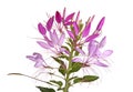 Flower head of a cleome isolated on white Royalty Free Stock Photo