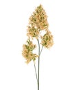 Flower head of Cocksfoot, orchard or cat grass, isolated on white. Dactylis glomerata