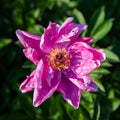 Common peony Paeonia officinalis Royalty Free Stock Photo