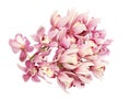 Flower head of cymbidium