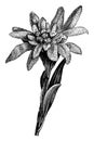 Flower Head of Edelweiss vintage illustration