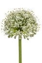 Flower head of edible onion, lat. Allium cepa, isolated on whit Royalty Free Stock Photo